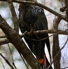 Calyptorhynchus lathami lathami at Moruya, NSW - suppressed