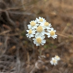 Rhodanthe corymbiflora (Paper Sunray) at Urana, NSW - 16 Oct 2024 by Darcy