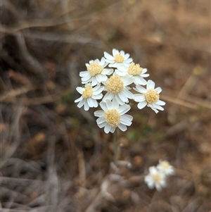 Rhodanthe corymbiflora at Urana, NSW - 16 Oct 2024