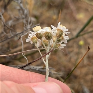 Rhodanthe corymbiflora at Urana, NSW - 16 Oct 2024