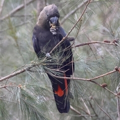 Calyptorhynchus lathami lathami (Glossy Black-Cockatoo) at Moruya, NSW - 29 Sep 2024 by LisaH