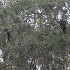 Calyptorhynchus lathami lathami at Moruya, NSW - suppressed