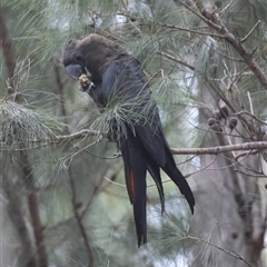 Calyptorhynchus lathami lathami at Moruya, NSW - 29 Sep 2024