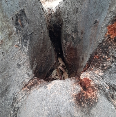 Eucalyptus blakelyi (Blakely's Red Gum) at Theodore, ACT - 15 Oct 2024 by MB