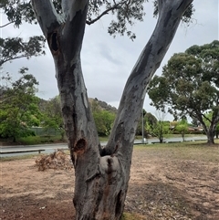 Eucalyptus blakelyi at Theodore, ACT - suppressed