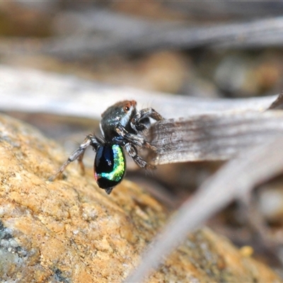 Maratus robinsoni (Peacock spider) at Oallen, NSW - 16 Oct 2024 by Harrisi