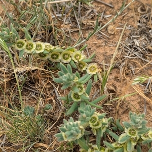 Maireana excavata (Bottle Fissure-Plant) at Urana, NSW by Darcy