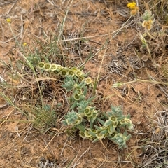 Maireana excavata at Urana, NSW - 16 Oct 2024