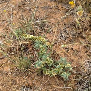 Maireana excavata at Urana, NSW - 16 Oct 2024