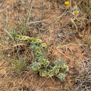 Maireana excavata at Urana, NSW - 16 Oct 2024 12:22 PM