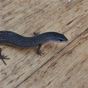 Saproscincus mustelinus at Braidwood, NSW - 16 Oct 2024 05:24 PM