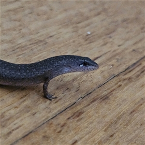 Saproscincus mustelinus at Braidwood, NSW - 16 Oct 2024 05:24 PM