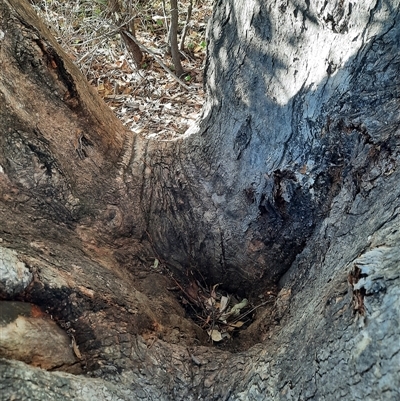 Eucalyptus (genus) (A Gum Tree) at Kambah, ACT - 20 May 2024 by MB