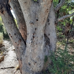 Eucalyptus sp. at Kambah, ACT - suppressed