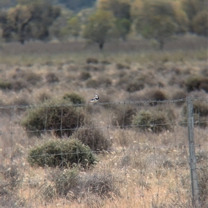 Epthianura albifrons (White-fronted Chat) at Urana, NSW by Darcy