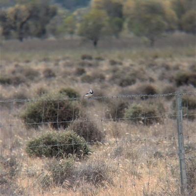 Epthianura albifrons (White-fronted Chat) at Urana, NSW - 16 Oct 2024 by Darcy