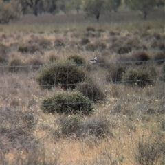 Epthianura albifrons at Urana, NSW - 16 Oct 2024