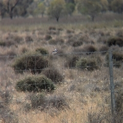 Epthianura albifrons at Urana, NSW - 16 Oct 2024 01:43 PM