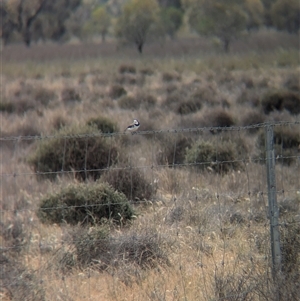 Epthianura albifrons at Urana, NSW - 16 Oct 2024