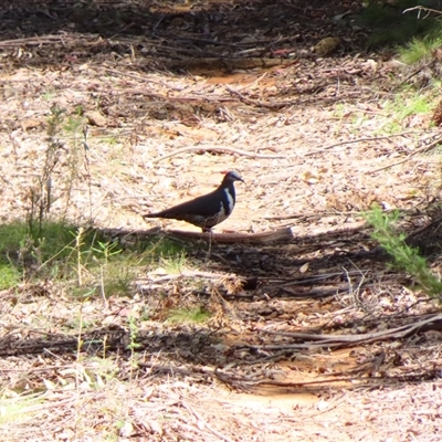Leucosarcia melanoleuca (Wonga Pigeon) at Cotter River, ACT - 16 Oct 2024 by MB