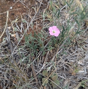 Convolvulus angustissimus subsp. angustissimus at Urana, NSW by Darcy