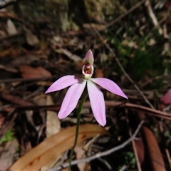 Caladenia fuscata (Dusky Fingers) at Cotter River, ACT - 16 Oct 2024 by MB