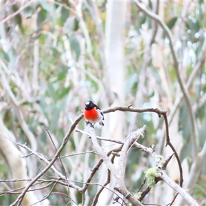 Petroica boodang at Cotter River, ACT - 16 Oct 2024 12:50 PM