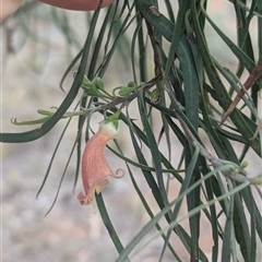 Eremophila longifolia (Weeping Emubush) at Urana, NSW - 16 Oct 2024 by Darcy