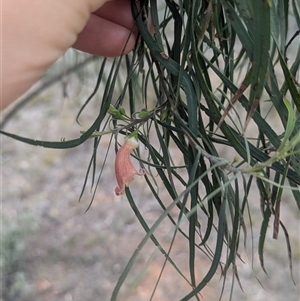 Eremophila longifolia at Urana, NSW - 16 Oct 2024 01:57 PM