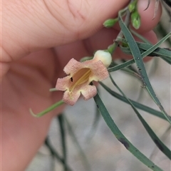 Eremophila longifolia at Urana, NSW - 16 Oct 2024 01:57 PM