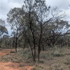 Eremophila longifolia at Urana, NSW - 16 Oct 2024