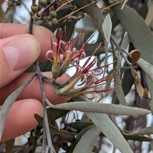 Amyema quandang var. quandang (Grey Mistletoe) at Urana, NSW by Darcy