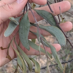 Amyema quandang var. quandang at Urana, NSW - 16 Oct 2024 02:06 PM