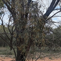 Amyema quandang var. quandang at Urana, NSW - 16 Oct 2024 02:06 PM