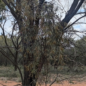 Amyema quandang var. quandang at Urana, NSW - 16 Oct 2024