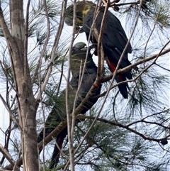 Calyptorhynchus lathami lathami (Glossy Black-Cockatoo) at Moruya, NSW - 29 Sep 2024 by LisaH