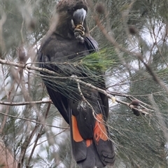 Calyptorhynchus lathami lathami at Moruya, NSW - suppressed