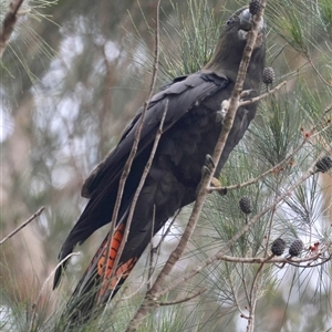 Calyptorhynchus lathami lathami at Moruya, NSW - 29 Sep 2024