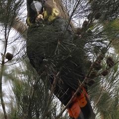 Calyptorhynchus lathami lathami at Moruya, NSW - suppressed