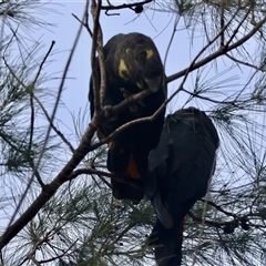 Calyptorhynchus lathami lathami at Moruya, NSW - 29 Sep 2024