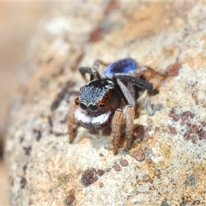 Maratus anomalus at Oallen, NSW - suppressed