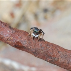 Maratus anomalus at Oallen, NSW - suppressed