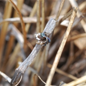 Maratus anomalus at Oallen, NSW - suppressed