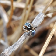 Maratus anomalus at Oallen, NSW - suppressed