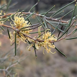 Hakea tephrosperma at Urana, NSW - 16 Oct 2024