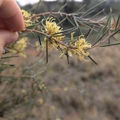 Hakea tephrosperma at Urana, NSW - 16 Oct 2024