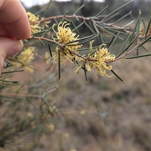 Hakea tephrosperma at Urana, NSW - 16 Oct 2024 02:08 PM