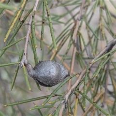 Hakea tephrosperma at Urana, NSW - 16 Oct 2024