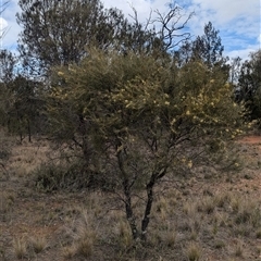 Hakea tephrosperma at Urana, NSW - 16 Oct 2024