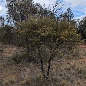 Hakea tephrosperma at Urana, NSW - 16 Oct 2024 02:08 PM